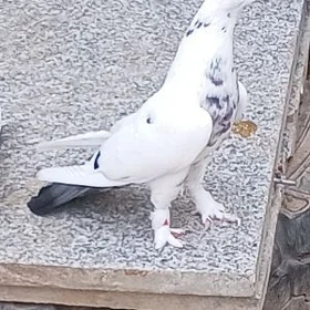 kepderi