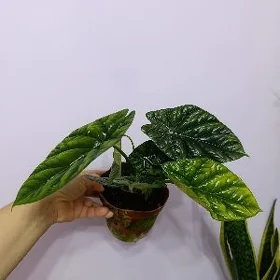 АЛОКАЗИЯ