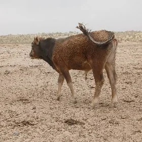 öküzler