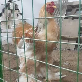 Brama Limon horaz