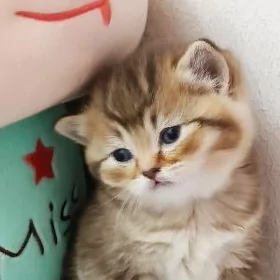 шотландские шиншиллы