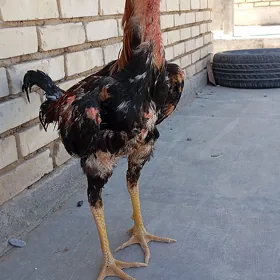 PARODA HORAZ