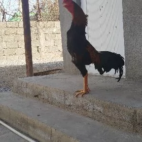 Taşkent