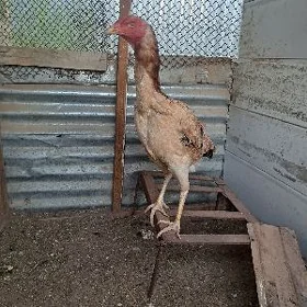 gyssagly baysok towyk