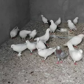 Kepderi