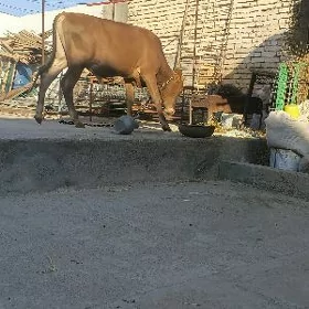 Öküz