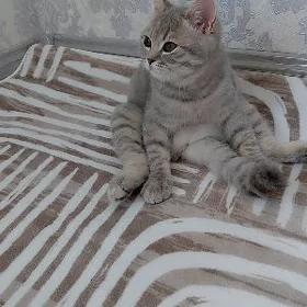 Şatlanka