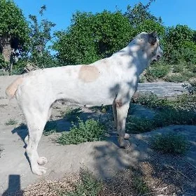 акжа