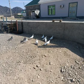 kepderi