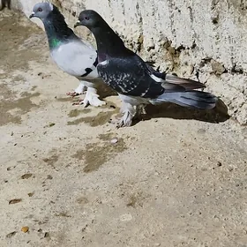kepderi