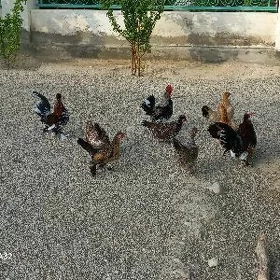 Karlik Ýymyrtga
