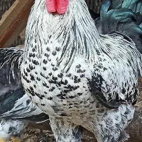 Хоразов, Rooster,  Петухович