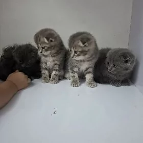 ŞATLANSKIY PIŞIJEKLER