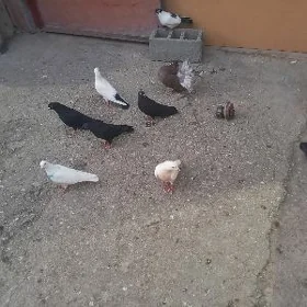 kepderi