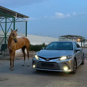 Toyota Camry 2019