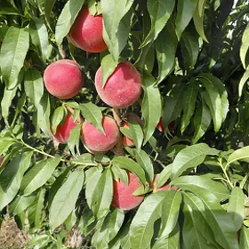Agranom