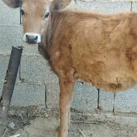 öküzçe