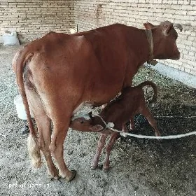 goleli sygyr