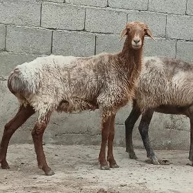 owec işşek