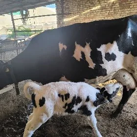 Galişteýin göleli sygyr