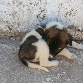Güjikler
