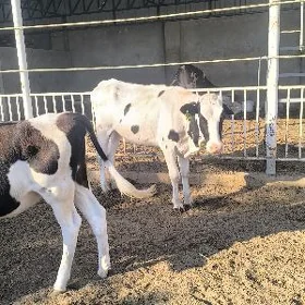 tüwe