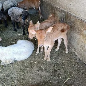goleli sygyr