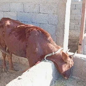 Tüwe