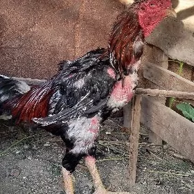 Horaz