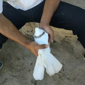 kepderi