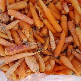 käșir