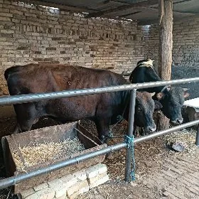 Burlat Okuz
