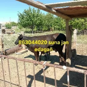 Sygyr