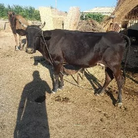 uly göleli sygyr