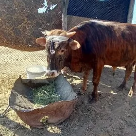 Öküz