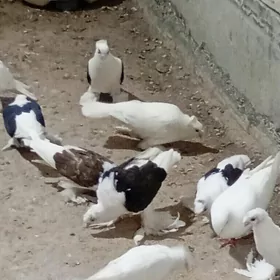 kepderi