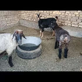 guzly goýun gysyr geçi