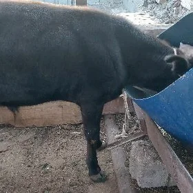 окуз ве туве