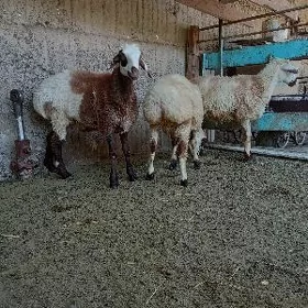 biçilen işşekler