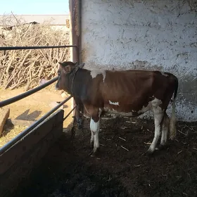 Göle