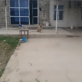 Türkmen gujik