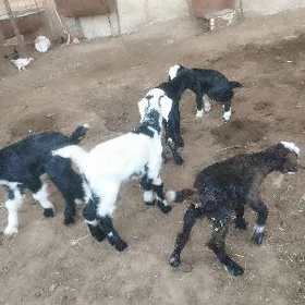 owlak