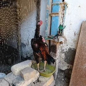 хороз коске