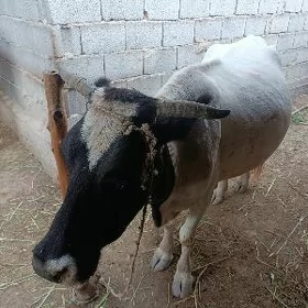 bagoz sygyr