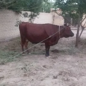Burlat yetik bogaz