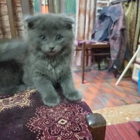 кошки веслаухие