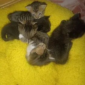 котята