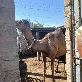 Düÿe