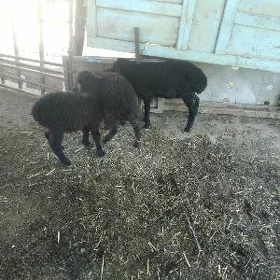 koçkar kuzular