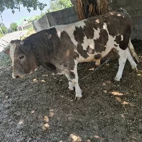öküz